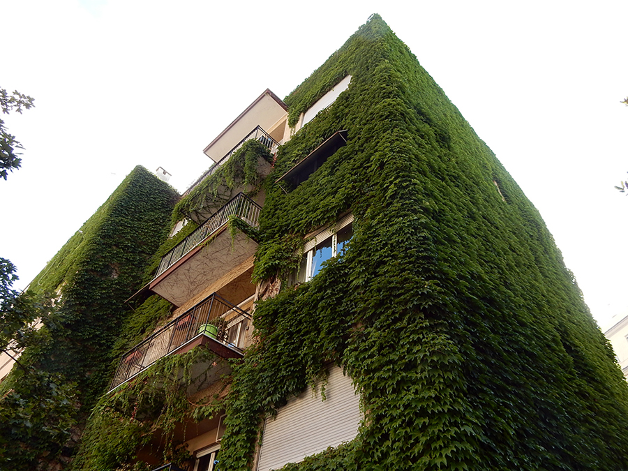 edificio multipiano con edera